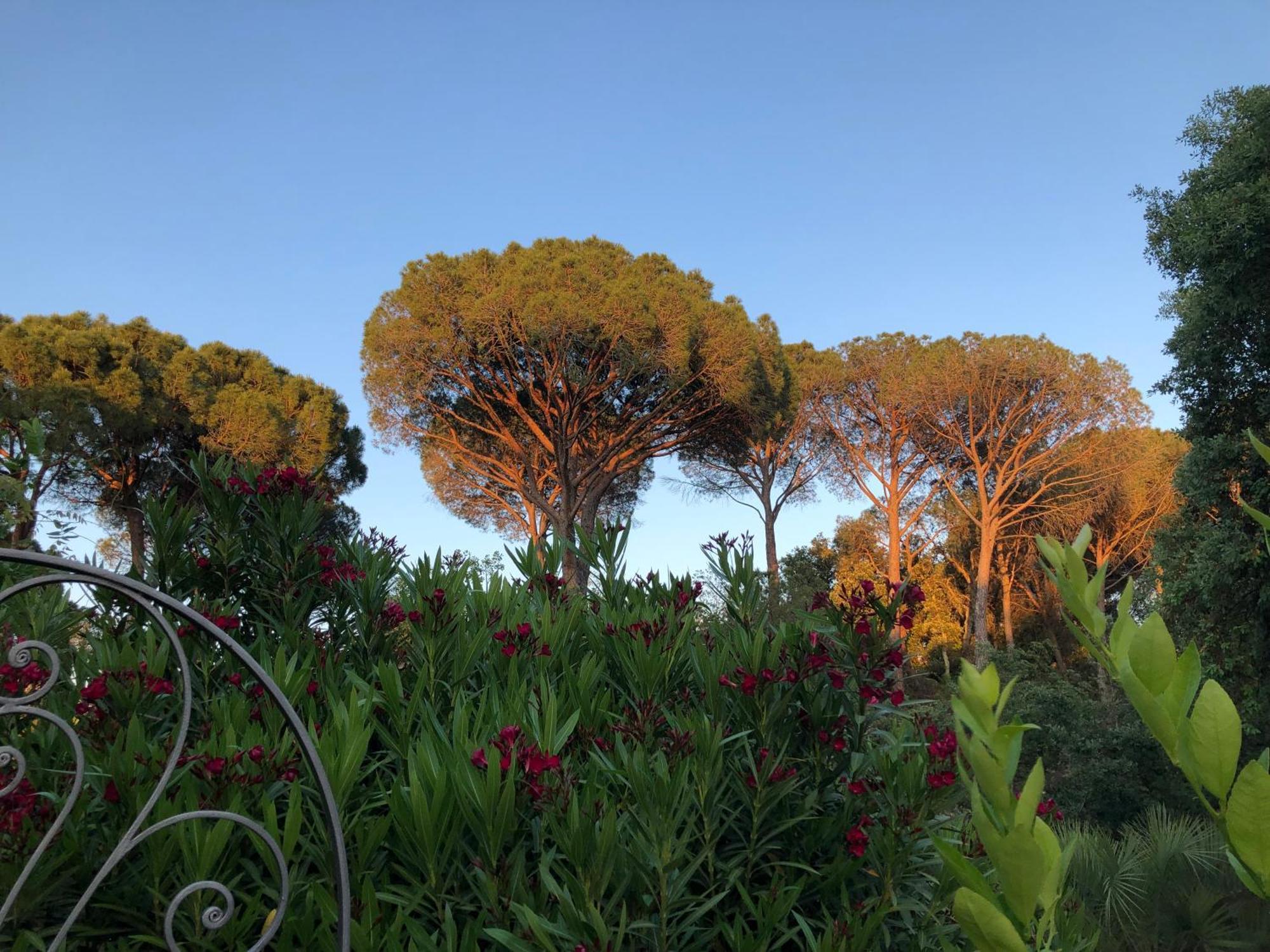 Sous Les Pins Parasols Vidauban Exterior foto