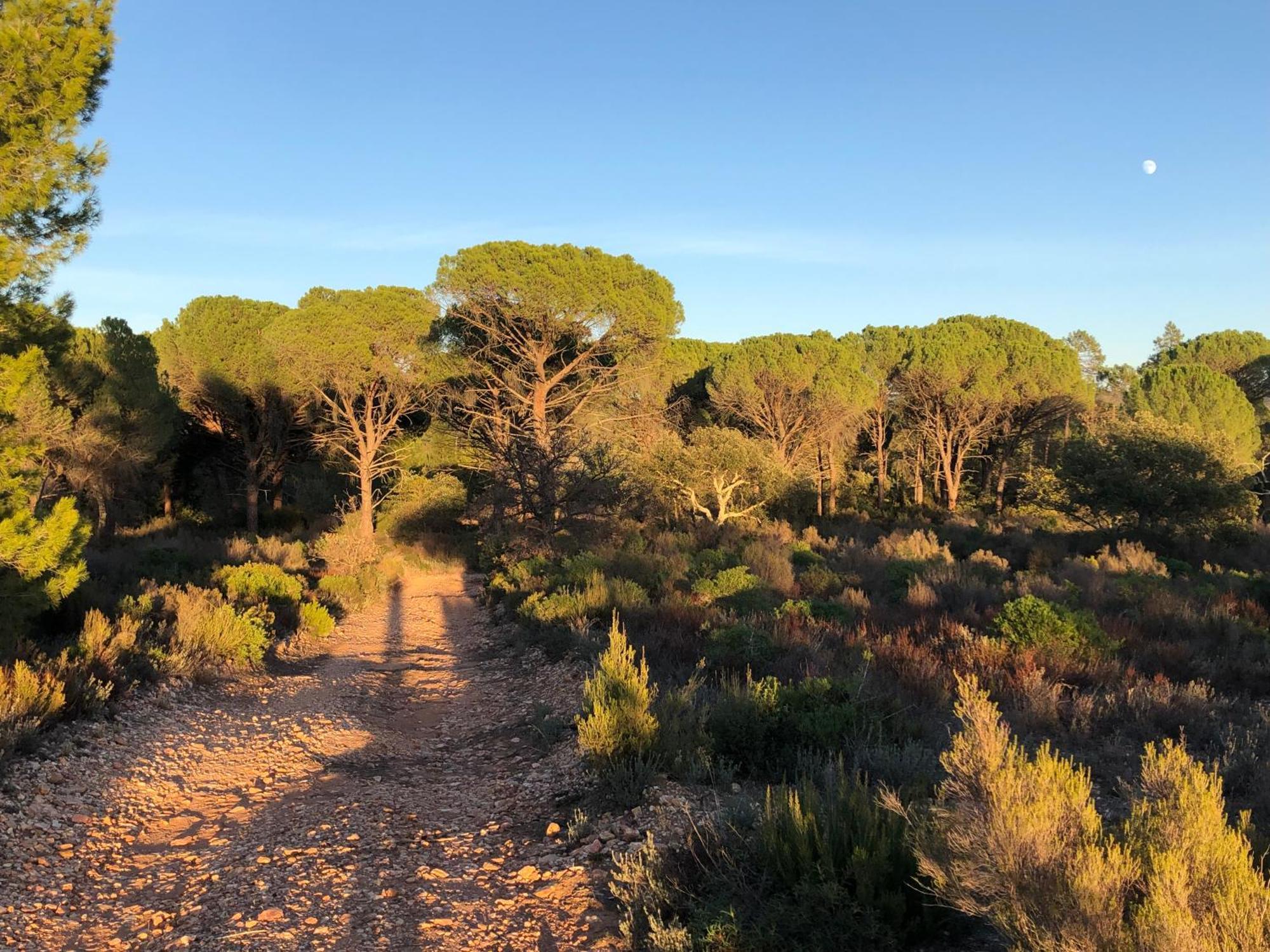 Sous Les Pins Parasols Vidauban Exterior foto