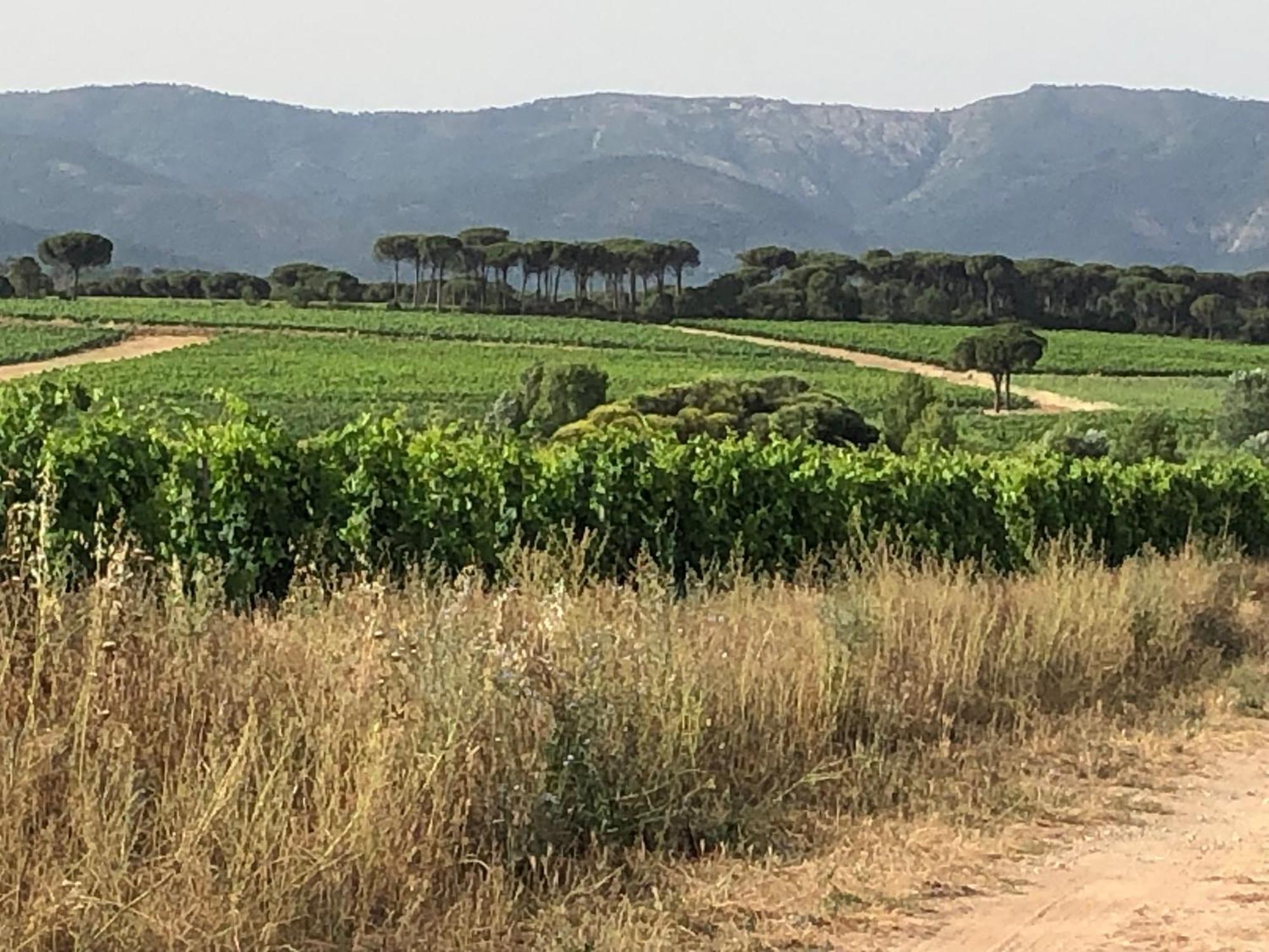 Sous Les Pins Parasols Vidauban Exterior foto