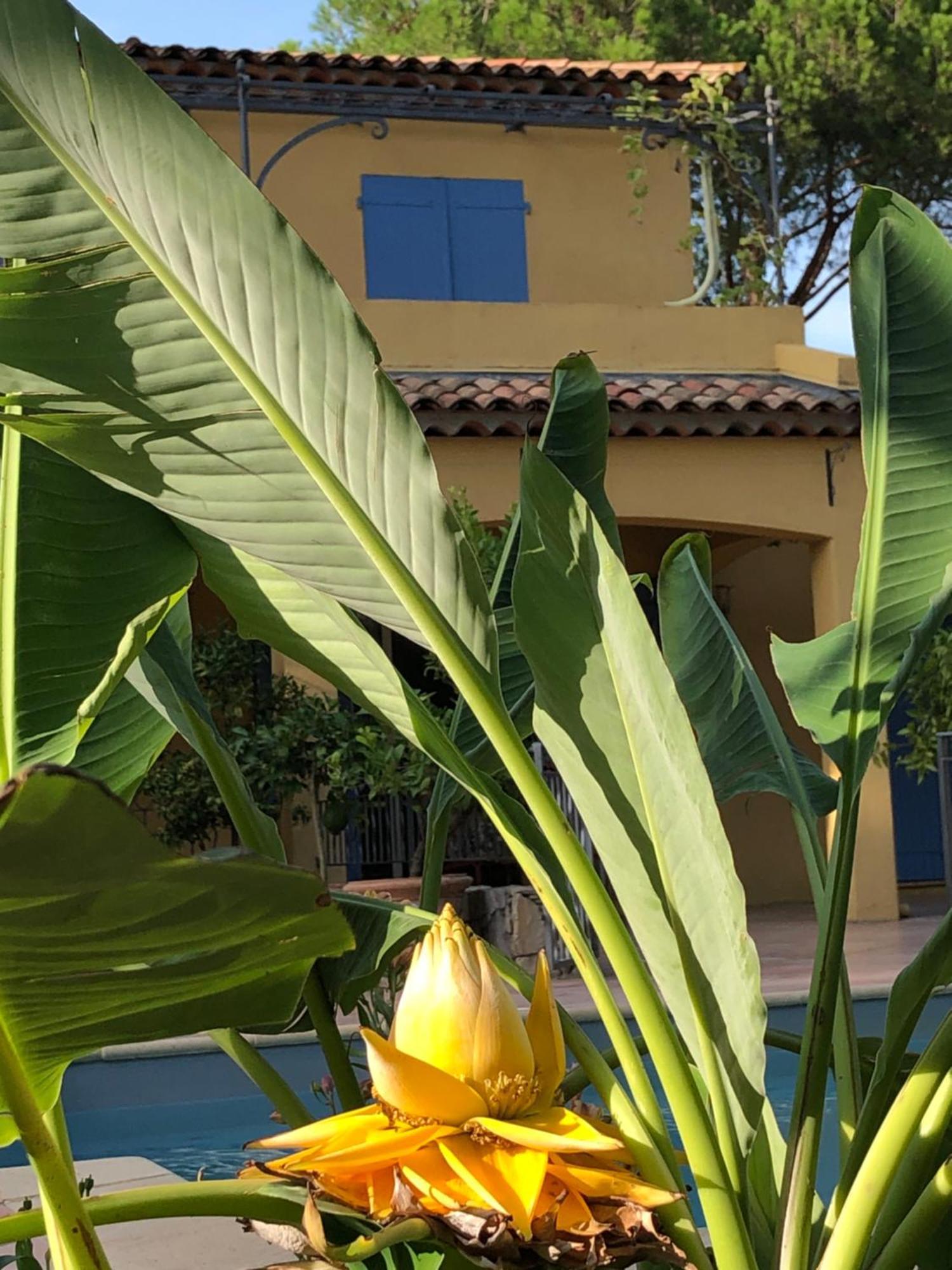 Sous Les Pins Parasols Vidauban Exterior foto