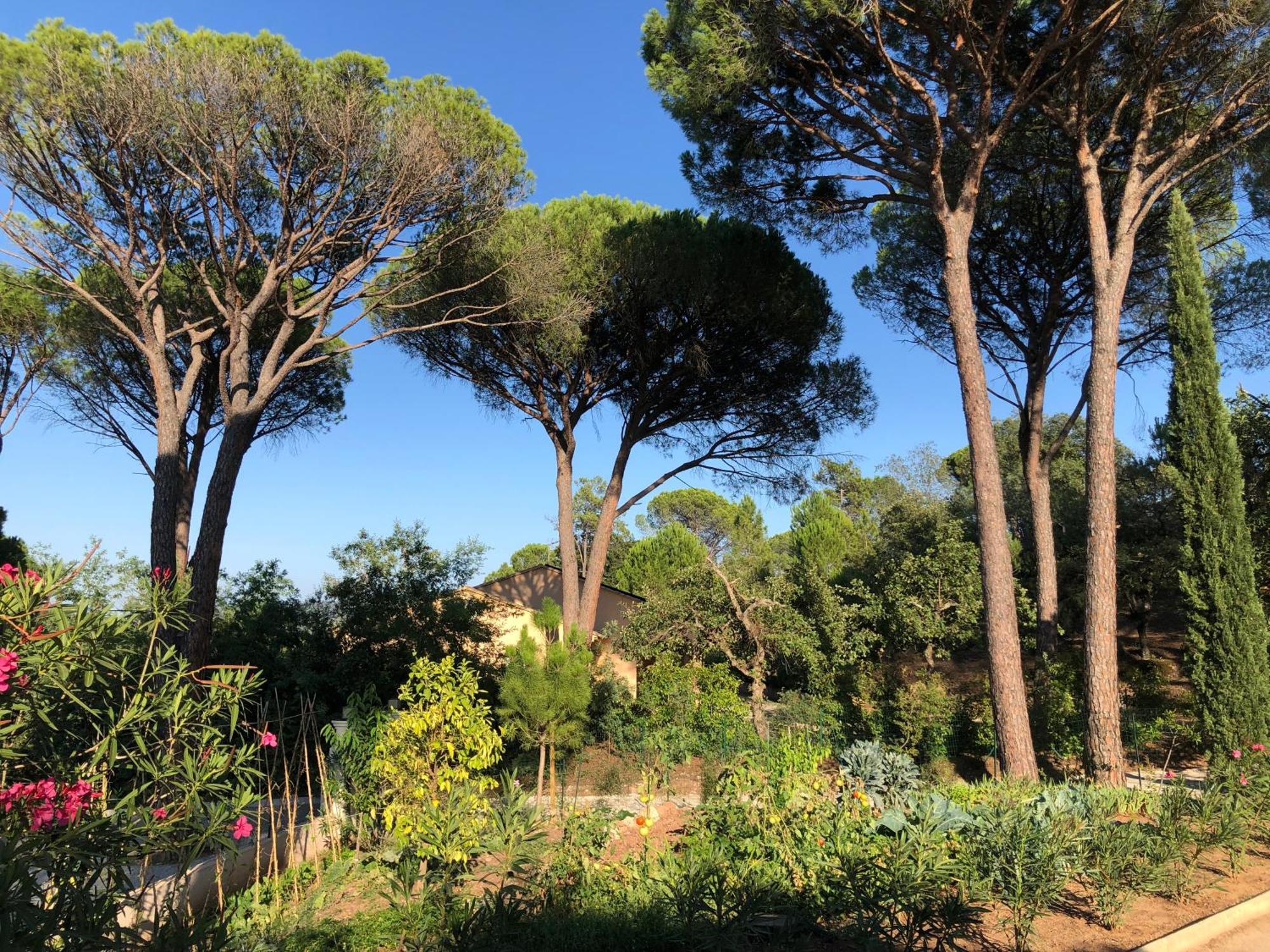 Sous Les Pins Parasols Vidauban Exterior foto
