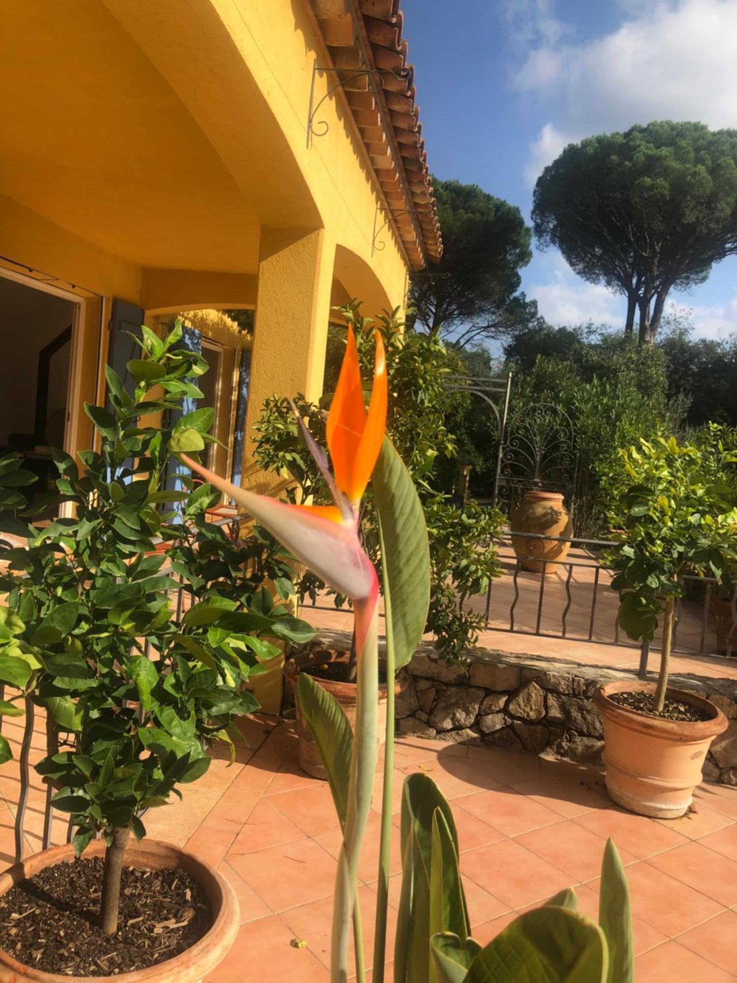 Sous Les Pins Parasols Vidauban Exterior foto